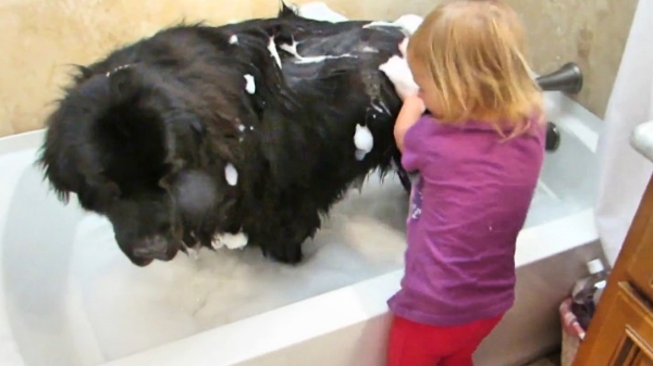 A 30 lb Toddler Bathes a 130 lb Dog. This is Cute Beyond Words!