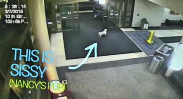 Dog Tracks Down Her Owner At Local Hospital, Astonishes Everyone!