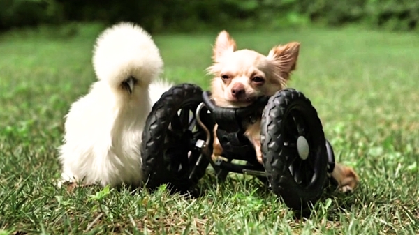 Rescued And With Only Two Legs, This Chihuahua Bonds With The Most Unlikely Friend!