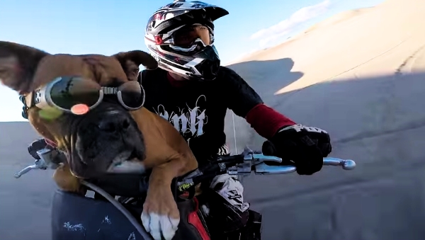 This Dog Is Having The Time of His Life Riding A Dirt Bike!
