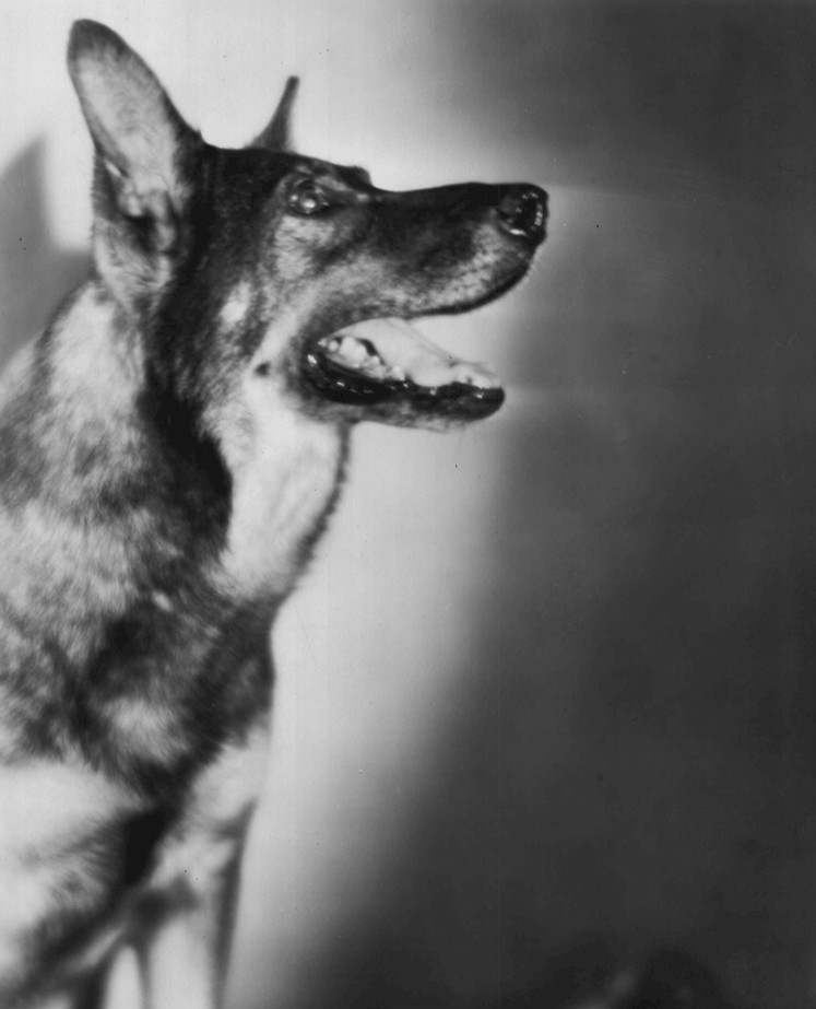 Image source: "Rin Tin Tin 1929" by Warner Brothers - eBay itemphoto frontphoto back. Licensed under Public Domain via Wikimedia Commons 