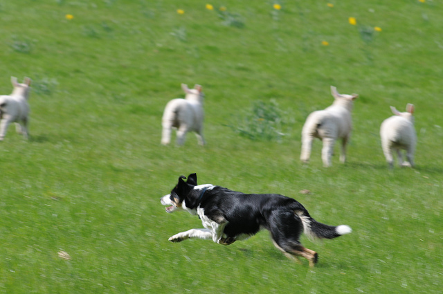 This dog is running full speed. Sometimes, a dog that looks like this is over threshold, with no ability to work or listen to his owner. Instead, the chase game is on and he will do it until he drops from exhaustion. Image source: @Arbutus via Flickr 