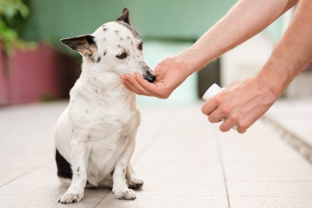 Giving dog joint medications