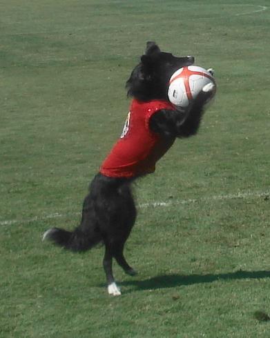 Image source: Mark Lukas the owner of Soccer Collies