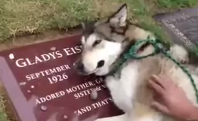 Husky Sobs Over Deceased Owner’s Grave