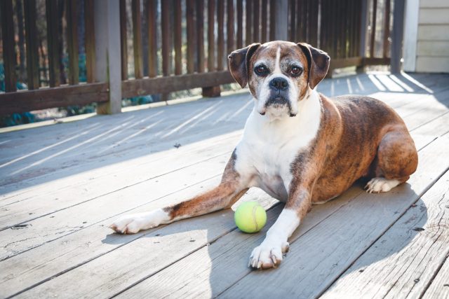 Senior dog with tennis ball