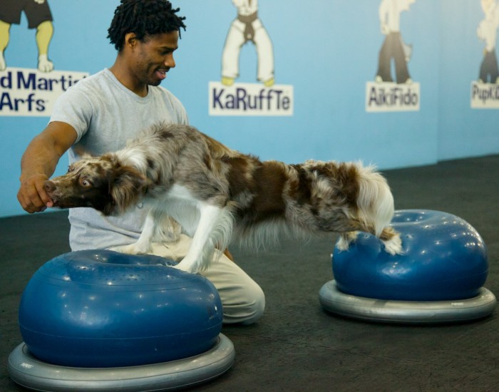 Jeris and an Aussie stretching. Fun classes, like canine conditioning, are great ways for your dog to get exercise and for you to learn more about doggy fitness. Image source: Dr. Eve Pugh