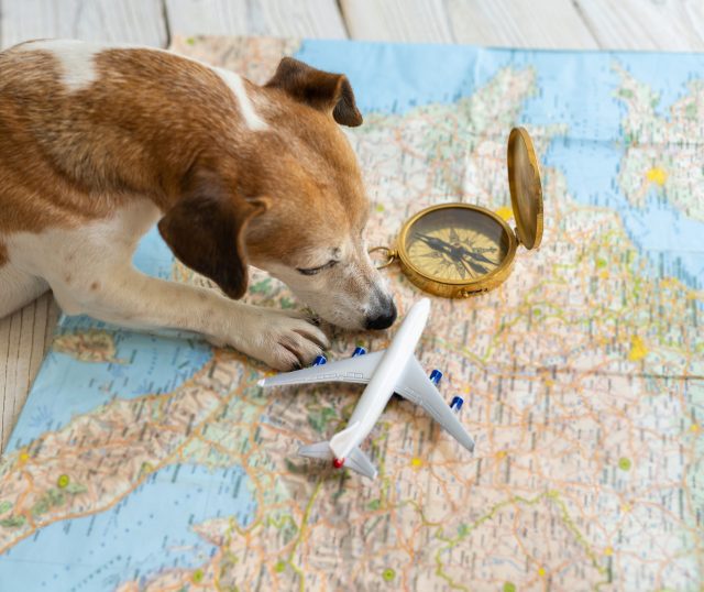 dog travel map