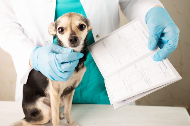 dog travel vaccination