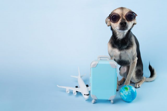 dog travel suitcase