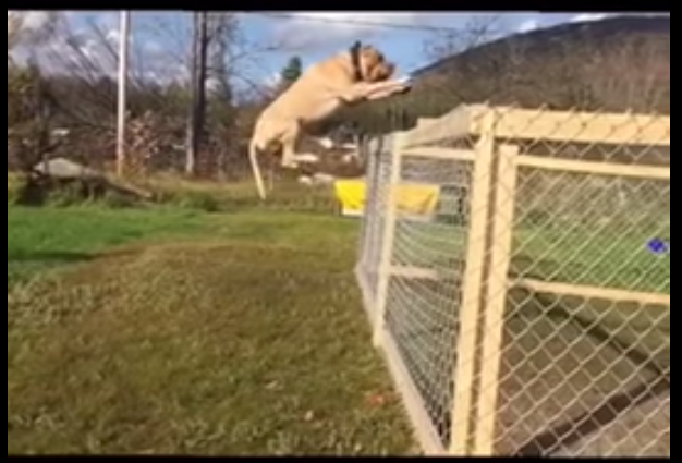 Another one of his dogs, 142 pound “ dddk9 “Ghostface” can leap over fences like they are nothing. Just try keeping him in your backyard. 