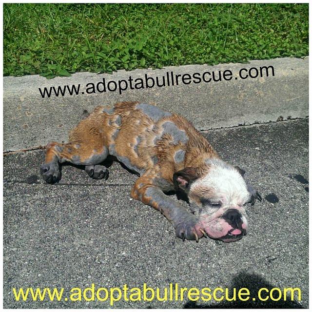 Image source: Adopt-A-Bull Rescue