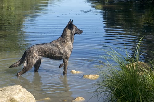 dutch-shepherd-dog-breed