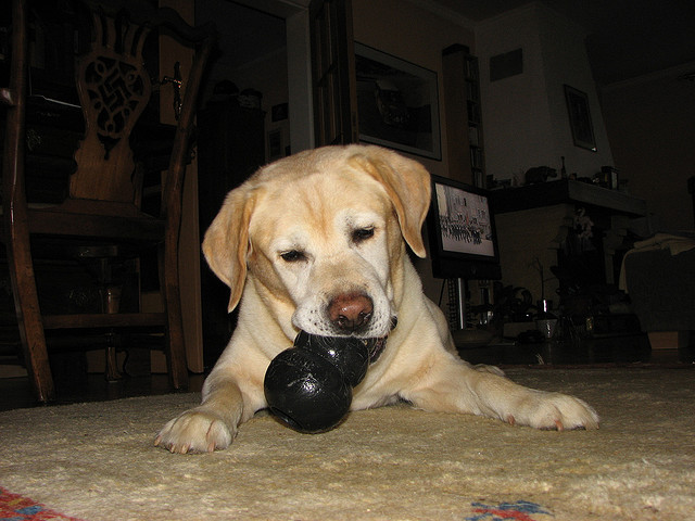The KONG was the first widely recognized and used toy for "self-play" and has helped many dog with crate training and separation anxiety. Image source: @Jespahjoy via flickr 