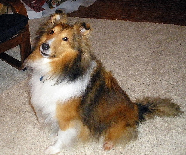 This is a sheltie, one of the breeds the Irish Toy Collie is derived from. Image source: @lovinlife642000 via Flickr 