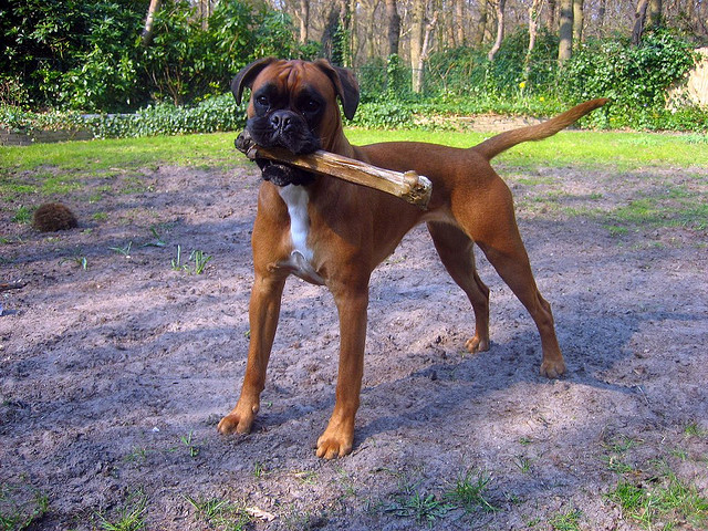 Most dogs don't seem to have an issue remember where they set that bone down two minutes ago, because it's important to them. Image source: @BowlTheBoxer via Flickr 
