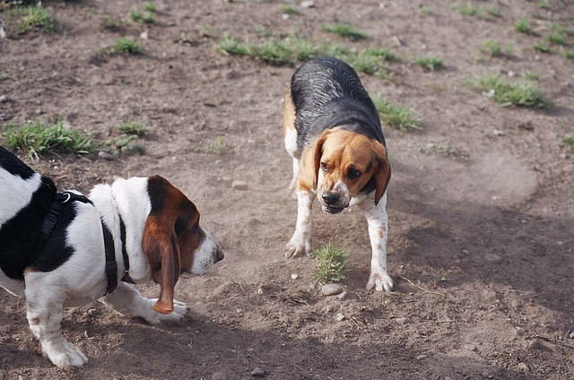 The beagle is giving the basset clear signs to not come closer. If nothing is done, a fight could occur.  Image source: @Ethan via Flickr 