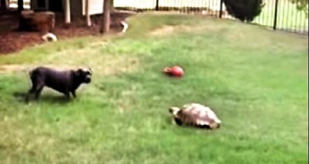 This Rescued Tortoise And Dog Play Like Old Friends