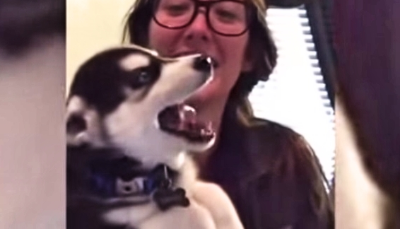 Talking Husky Puppy Teaches Us How to Speak Adorable