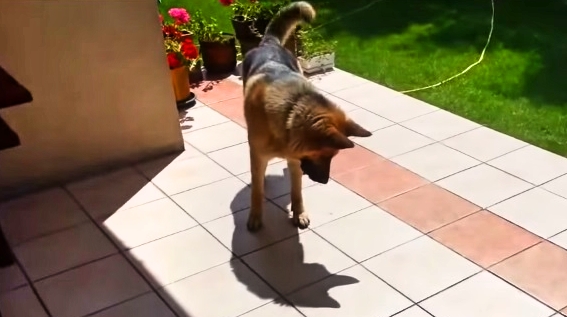 Watch This Dog’s Priceless Reaction After Discovering She Has A Shadow