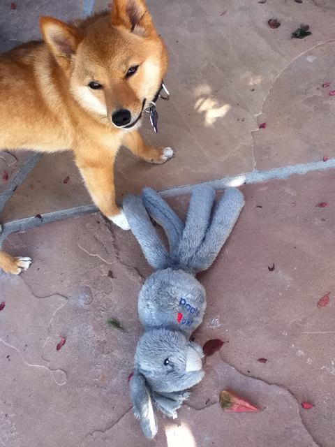 Image source: @TaroTheShibaInu via Flickr 