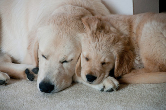 15 Tips In Picking the Right Dog for You - iHeartDogs.com