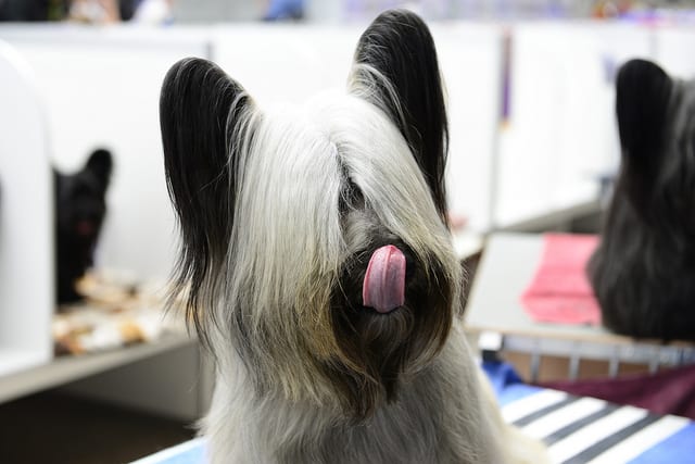 Skye Terrier with long flowing coat and characteristic short achondroplastic legs