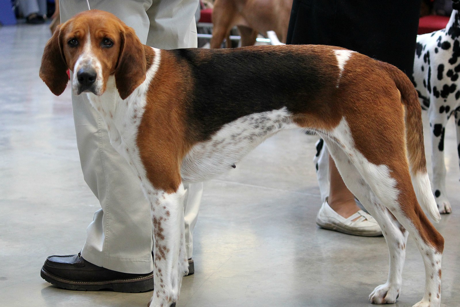 American_Foxhound_At_A_Dog_Show
