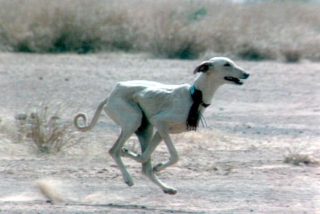 azawakh-dog-breed