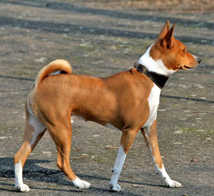 Basenji-dog-breed