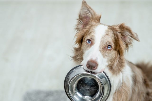 Dog holding food bowl