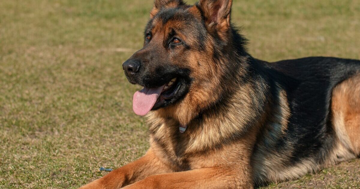 10 Best Personal Protection Dog Breeds