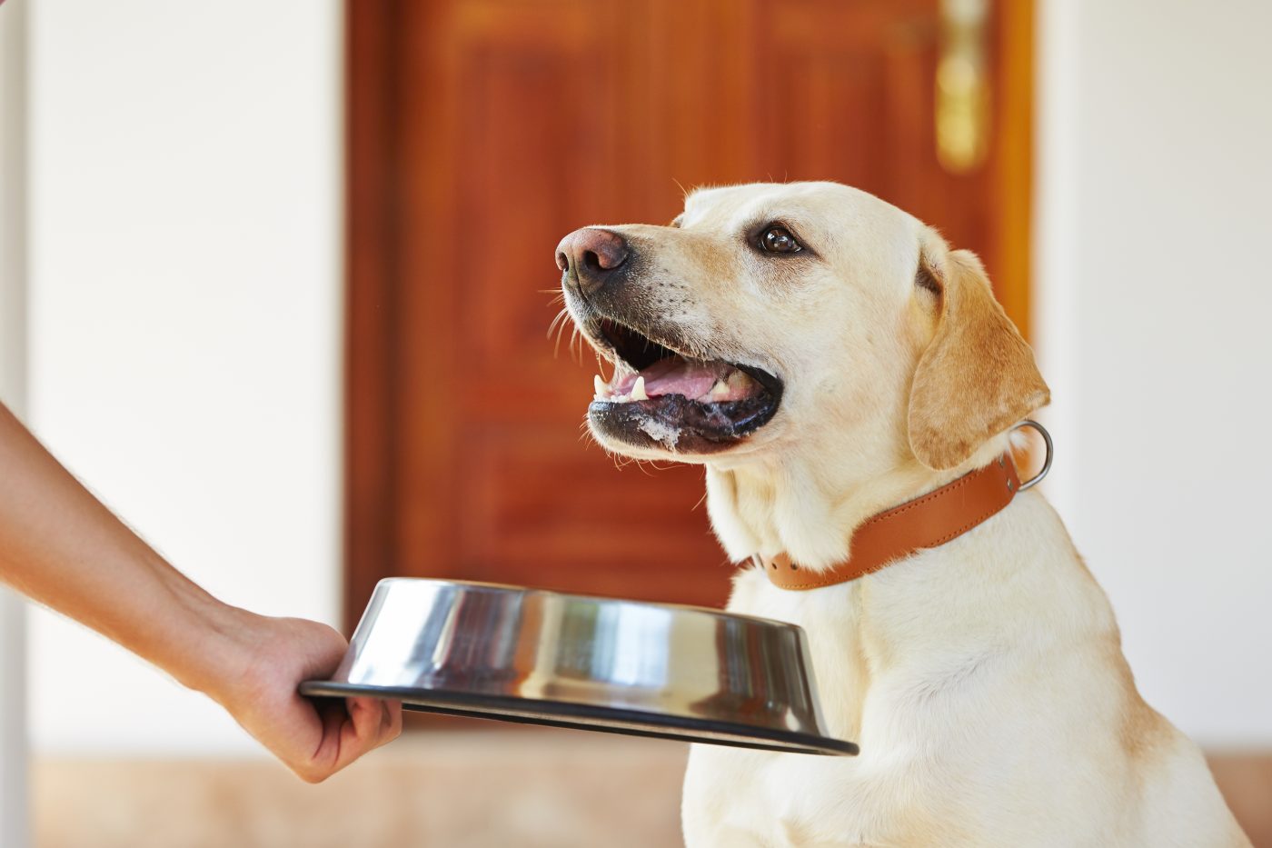 Giving Lab high protein food