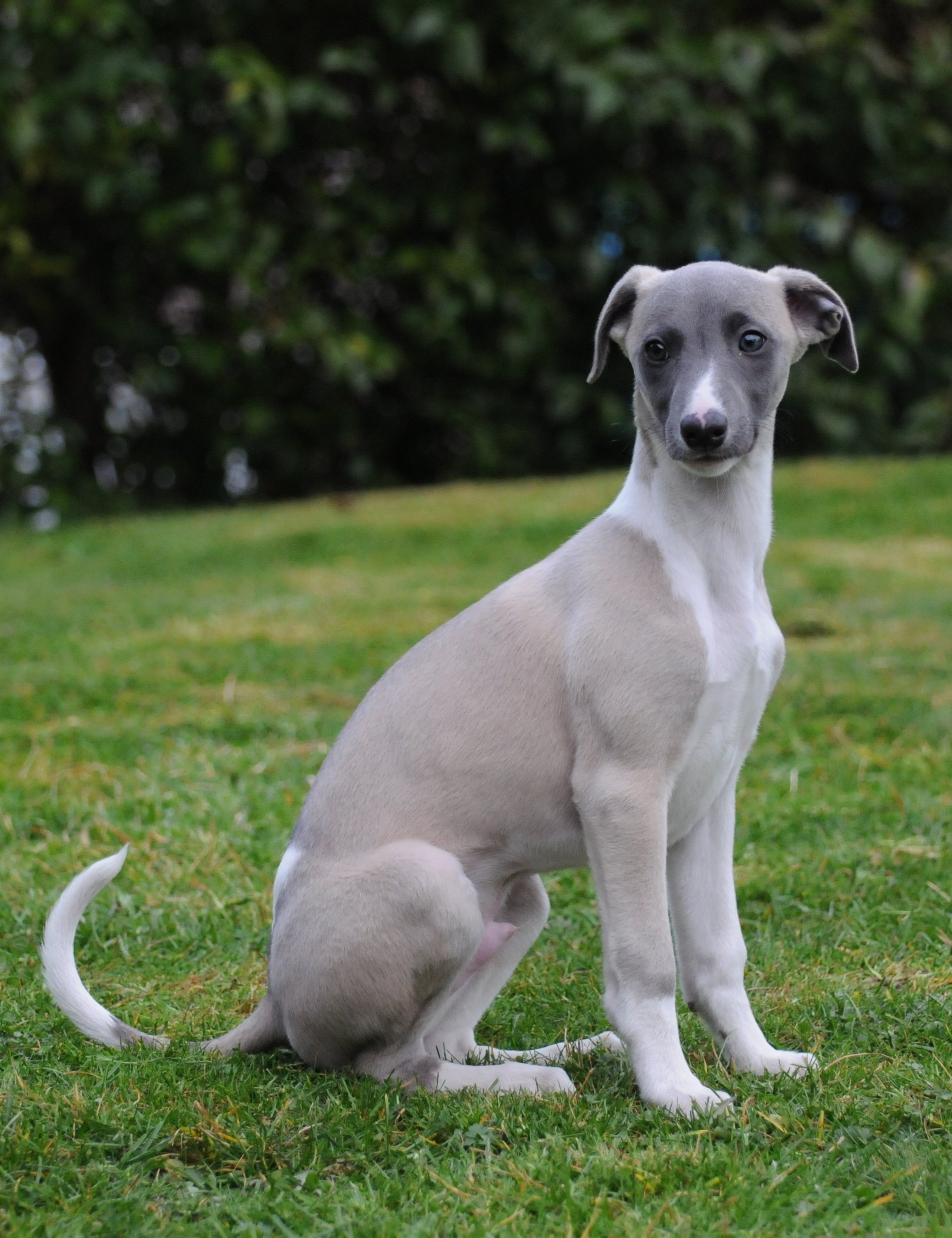 low-maintenance-dog-breed-whippet