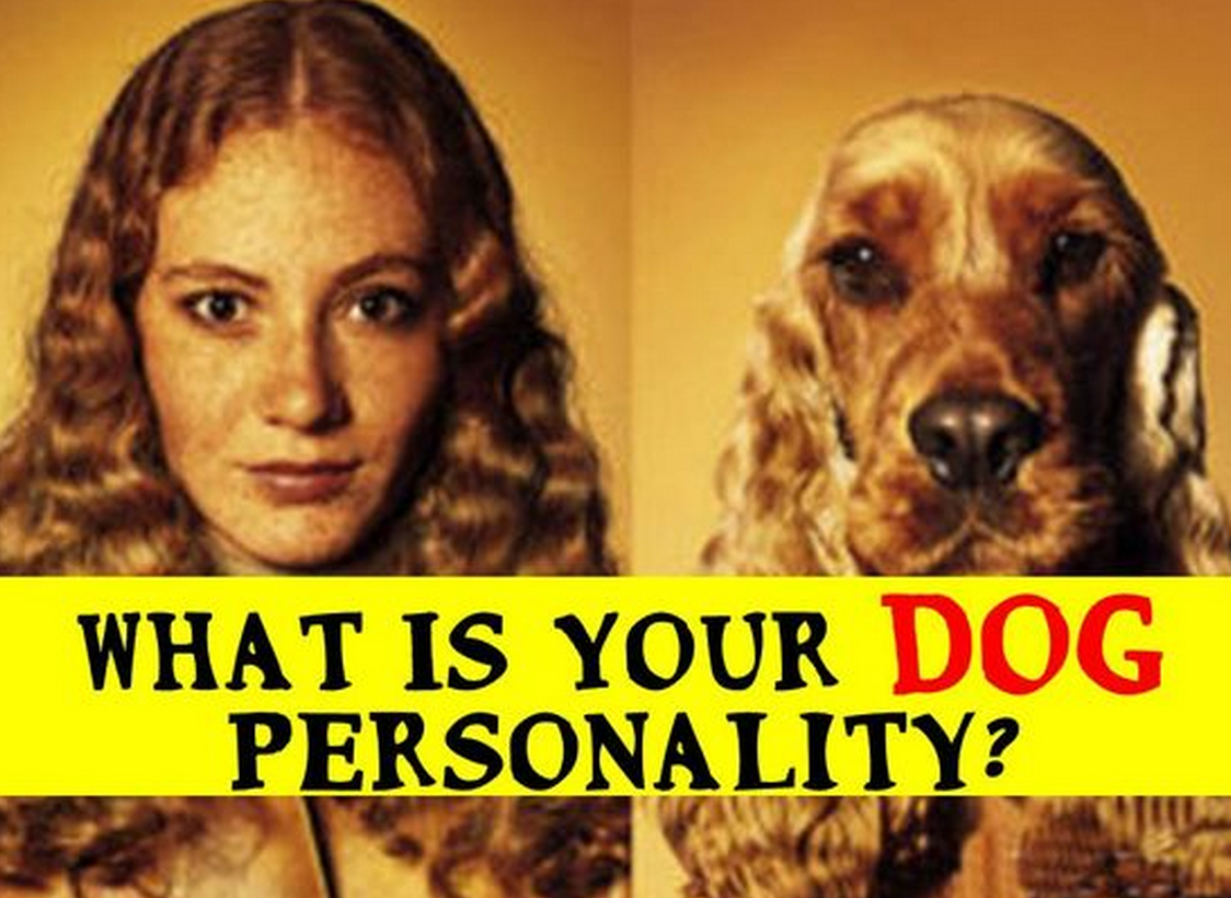 quiz-what-is-your-dog-personality