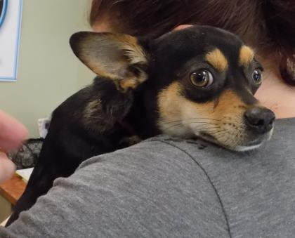 Look at this face! Available now - go here! Image source: Horry County Animal Control Center