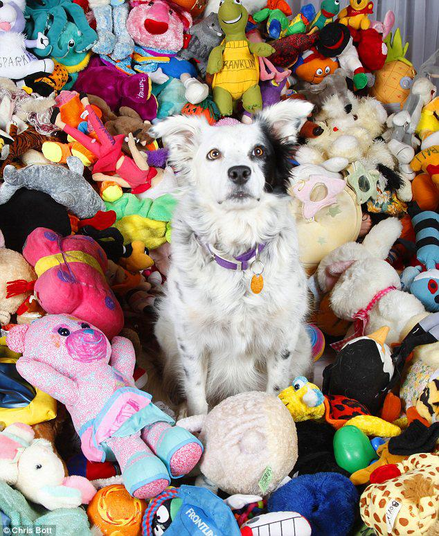 Chaser and her toys. Image source: Chaser the Border Collie