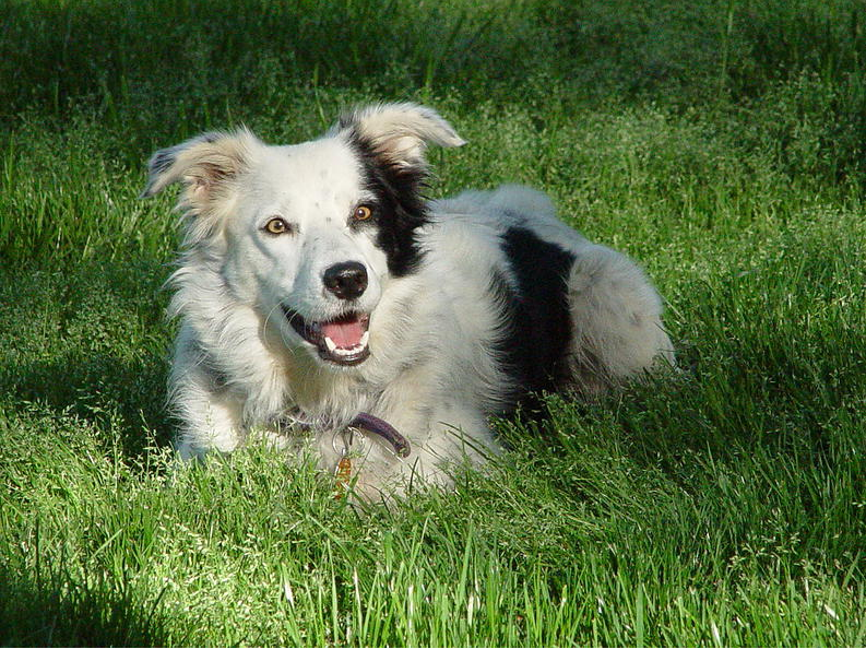 Image source: Chaser the Border Collie