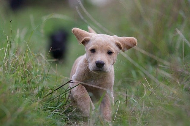 Irish dog names