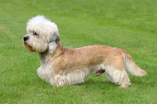 Dandie Dinmont Terrier showing distinctive curved body and short legs