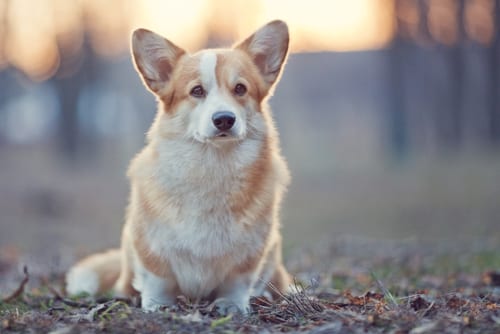 Pembroke Welsh Corgi with short achondroplastic legs in a field
