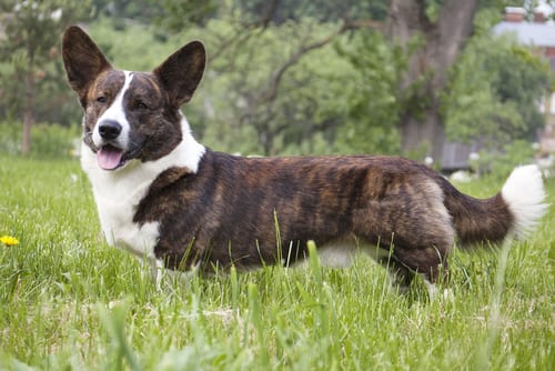 Cardigan Welsh Corgi demonstrating dwarf dog breed characteristics