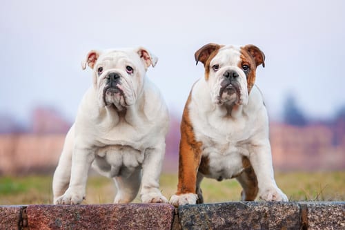 English Bulldog displaying typical dwarf breed body structure