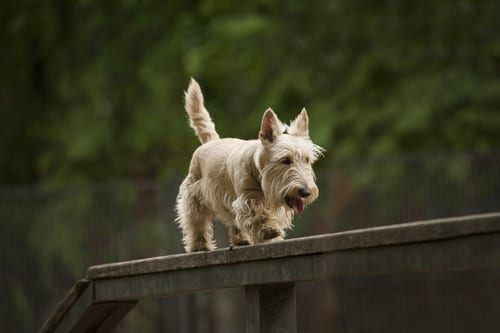 Scottish Terrier showing low-slung chondrodystrophic body structure