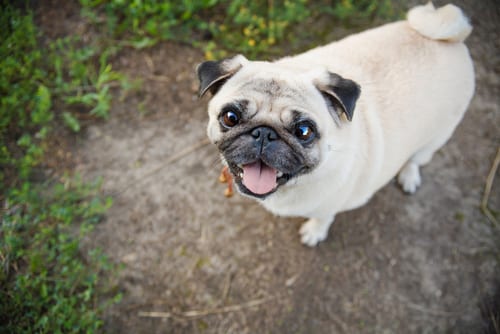 Pug showing characteristic short legs and flat face from achondroplasia