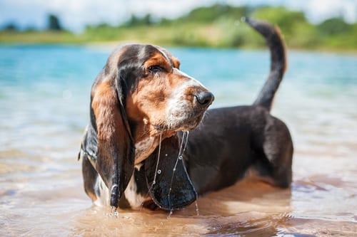 Basset Hound with characteristic droopy ears and short achondroplastic legs
