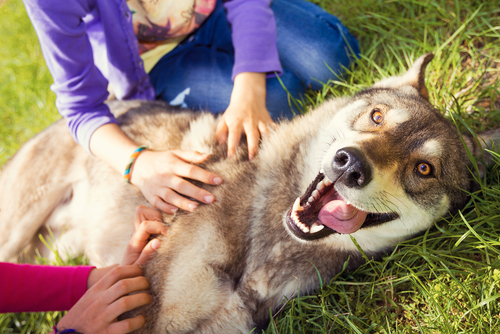 Even this purebred Siberian Husky can pass for a wolf or wolf-hybrid to unsuspecting buyers.