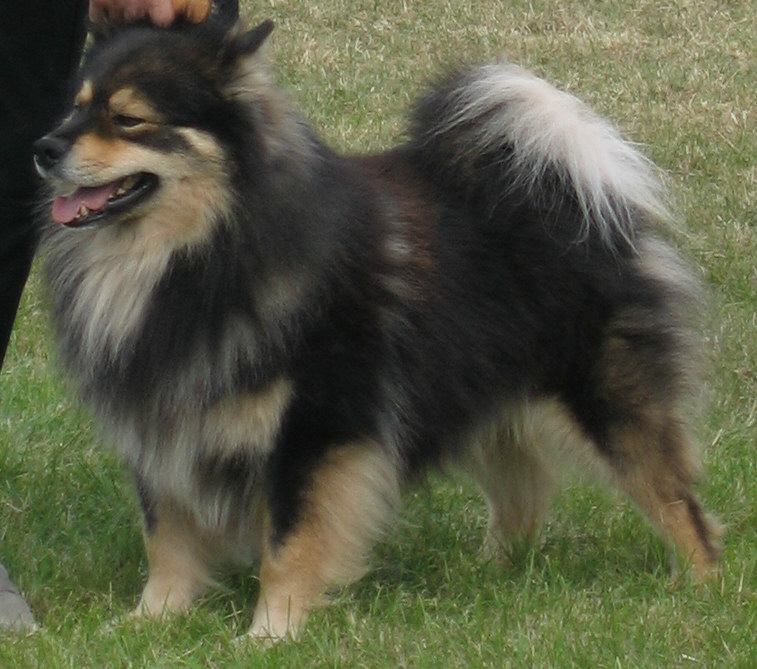 Image source: This is a modern day Finnish Lapphund. "Finnish Lapphund Glenchess Revontuli" by Apdevries [2] - english wikipedia [1]. Licensed under CC BY-SA 2.5 via Wikimedia Commons 
