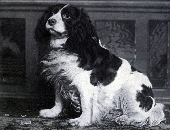 Image source: "Dash-II-Norfolk-Spaniel" by James Watson (Book) - http://www.archive.org/stream/dogbookpopularhi01watsrich#page/n7/mode/2up. Licensed under Public Domain via Wikimedia Commons 
