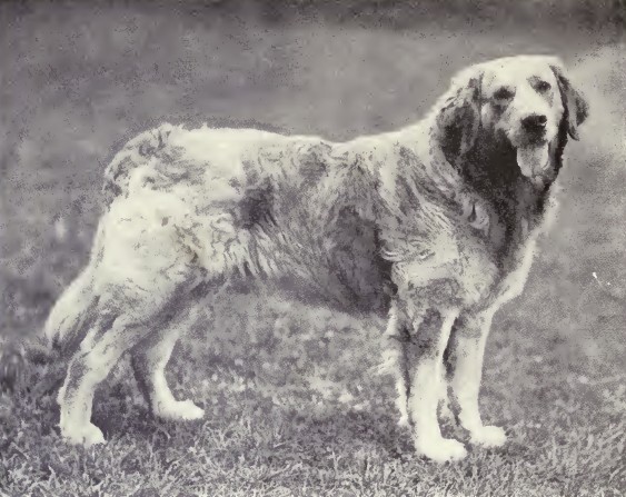 Image source: "Russian Yellow Retriever from 1915" by not specified (except those with signature on image) - W. E. Mason - Dogs of sll Nations. Licensed under Public Domain via Wikimedia Commons 